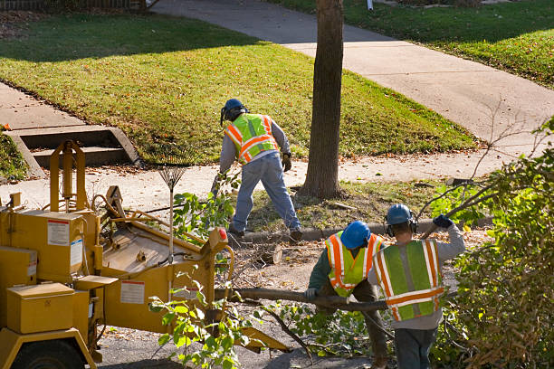 Arnold, MD Tree Removal and Landscaping Services Company